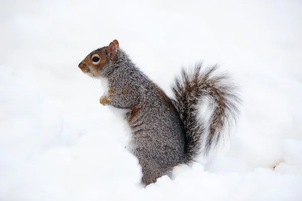 Wiewiórka z śniegu w zimie — Zdjęcie stockowe