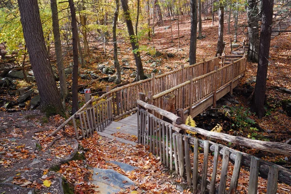 Осенний мост в лесу с ручьем — стоковое фото