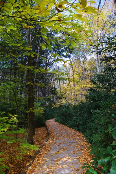 Autumn trail in forest — Stock Photo, Image