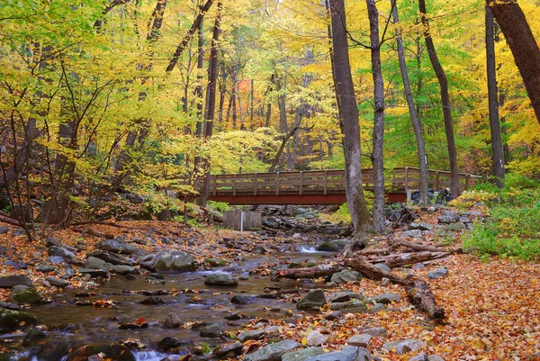 Autumn forest with wood bridge — Stock Photo, Image