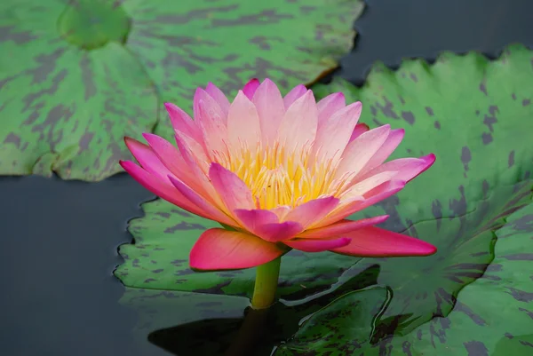 Water lily and green leaves — Stock Photo, Image