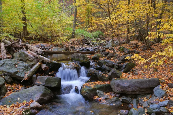 Arroyo de otoño en el bosque — Foto de Stock