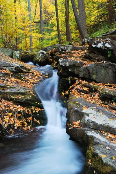 Yellow maple trees with Autumn mountain creek — Stock Photo, Image