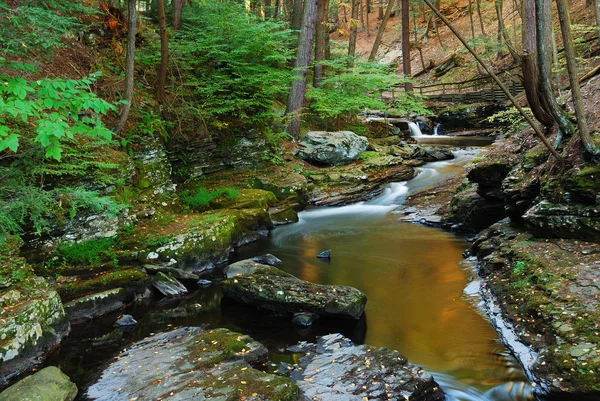 Creek med bron i skogen — Stockfoto