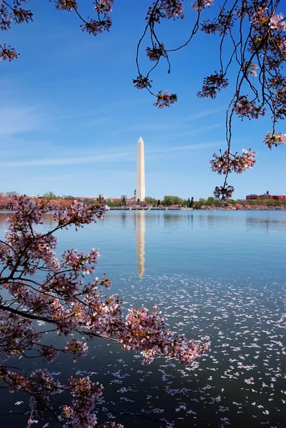 华盛顿纪念碑和樱桃开花，华盛顿特区 — 图库照片