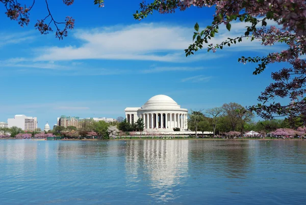 Flor de cerezo en Washington DC — Foto de Stock