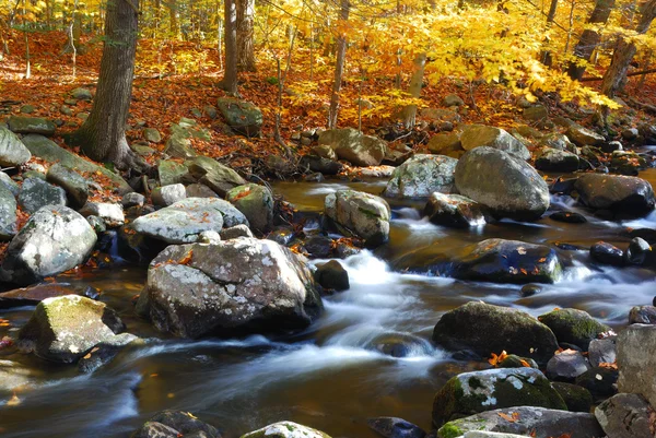 Creek en la montaña del bosque — Foto de Stock