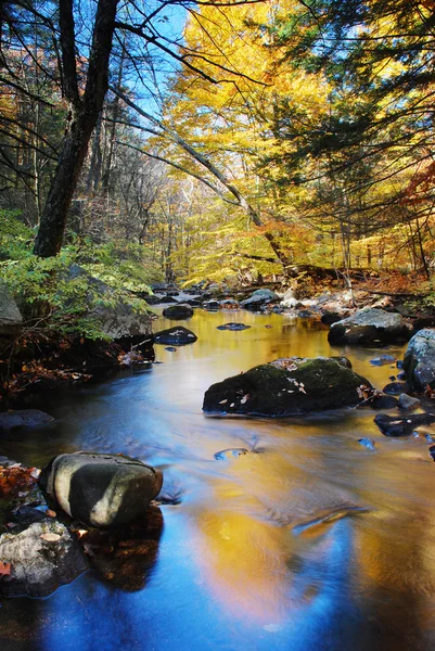 Folhagem do creek do outono — Fotografia de Stock