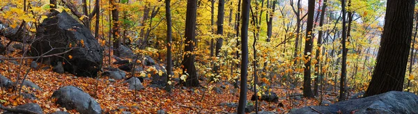 Őszi erdő panoráma — Stock Fotó