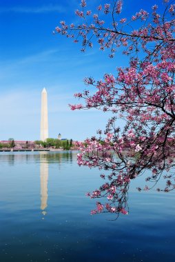 Cherry blossom festival in Washington DC clipart