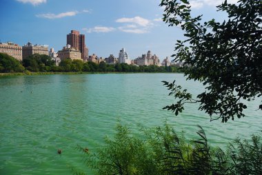 New York'taki central Park'ta gökdelenler ve ağaçlar