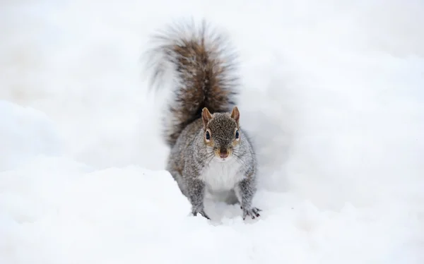 Eekhoorn met sneeuw in de winter — Stockfoto