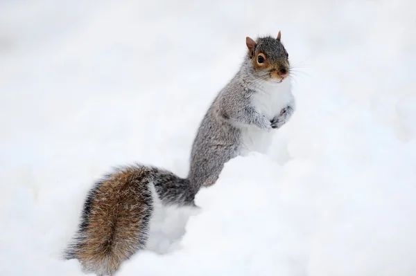 Écureuil avec neige en hiver — Photo