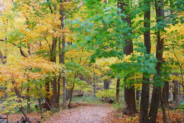 Autumn trail — Stock Photo, Image