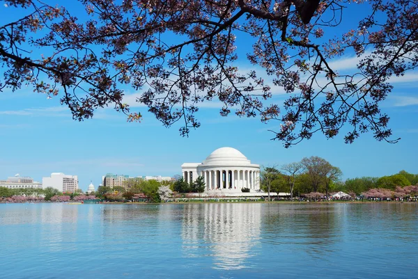 Temporada de flores de cerezo, Washington DC — Foto de Stock