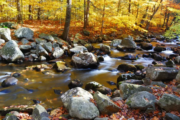 Осенний ручей в лесу — стоковое фото