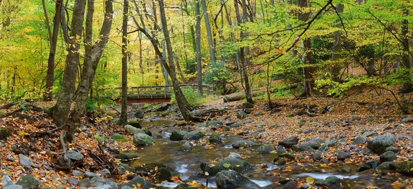 Panorama de la forêt d'automne avec pont en bois sur le ruisseau — Photo
