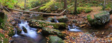 Creek panorama with tree branches in forest clipart