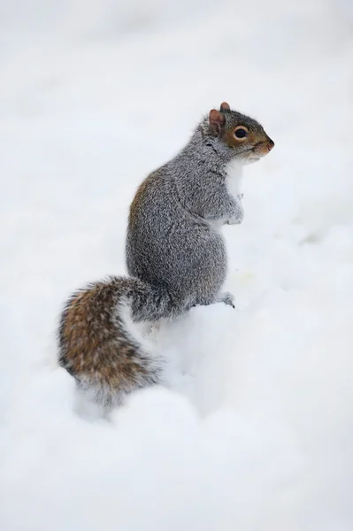 Eekhoorn met sneeuw in de winter — Stockfoto