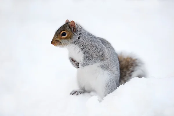 Veverka se sněhem v zimě — Stock fotografie