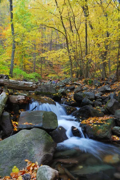 Осенний ручей крупным планом с желтыми кленовыми деревьями — стоковое фото