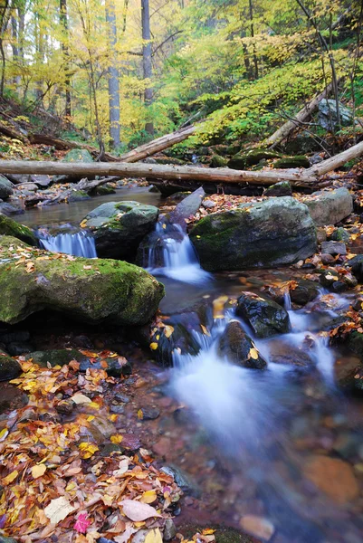 マウンテン クリークと秋の森 — ストック写真