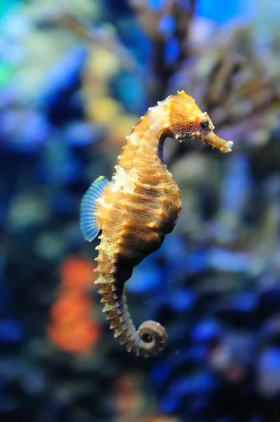Boston-aquarium — Stockfoto