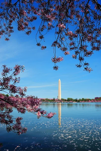 Washington DC cherry blossom — Stock Photo, Image