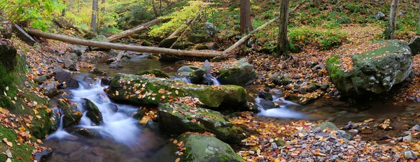 Creek panorama with tree branches in forest — Stockfoto