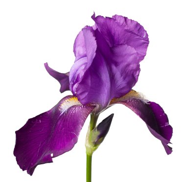 çiçek iris