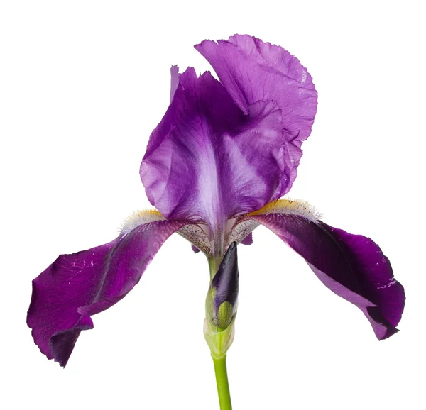 Flower Iris — Stock Photo, Image