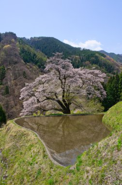 komatsunagi hiçbir sakura