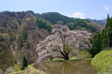 komatsunagi hiçbir sakura