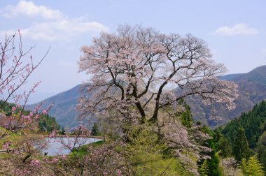 komatsunagi hiçbir sakura