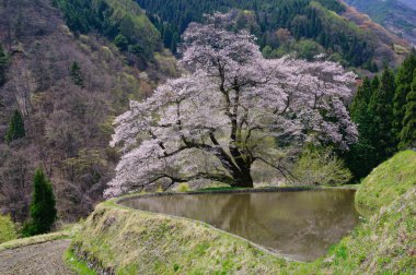 komatsunagi hiçbir sakura