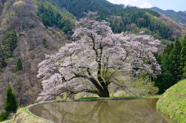 Komatsunagi no Sakura — Foto de Stock