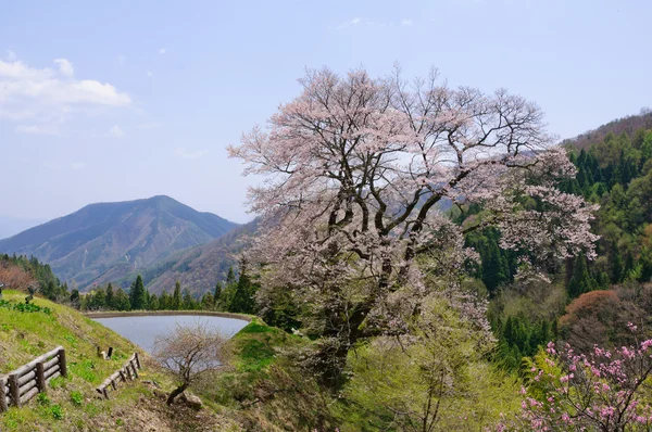 Komatsunagi ingen Sakura - Stock-foto