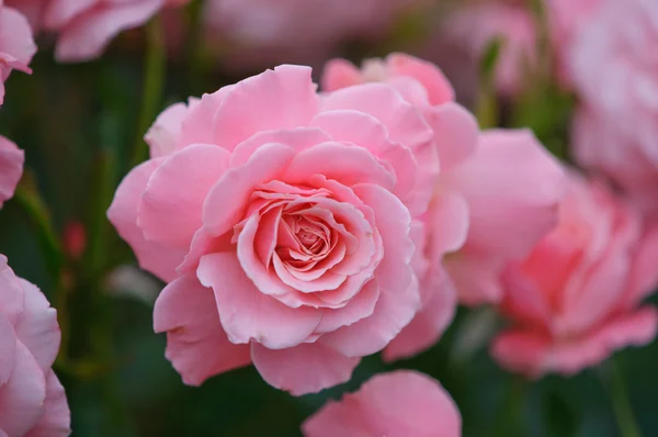 stock image Pink Roses