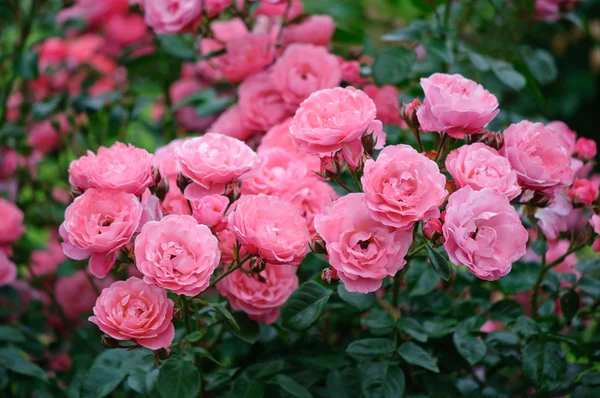 stock image Pink Roses