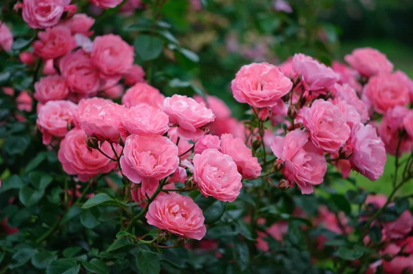 stock image Pink Roses