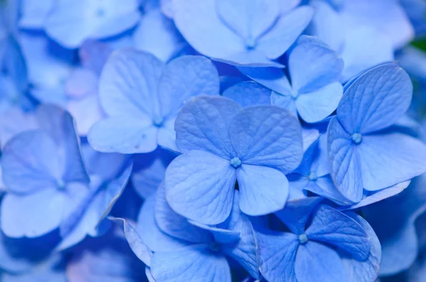 stock image Hydrangea