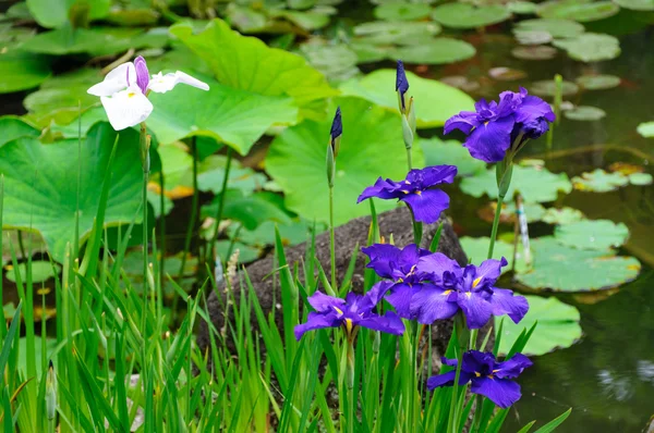 Japanese iris — Stock Photo, Image