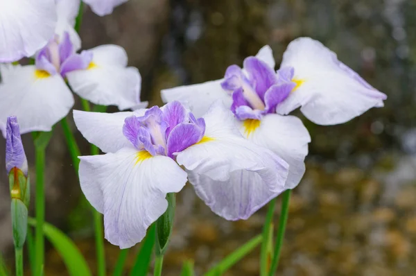 Japon iris — Stok fotoğraf