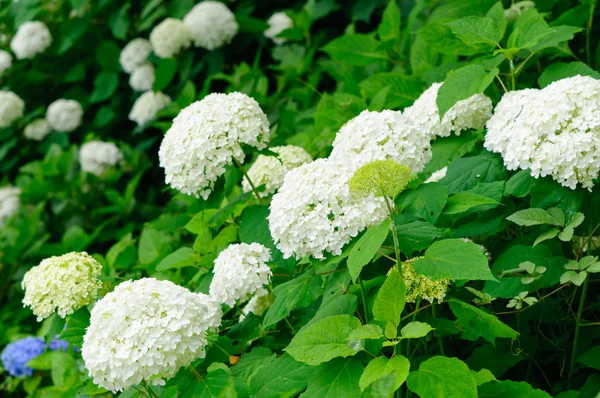 stock image Hydrangea