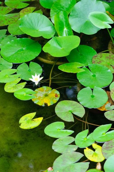 stock image Nymphaea leaves