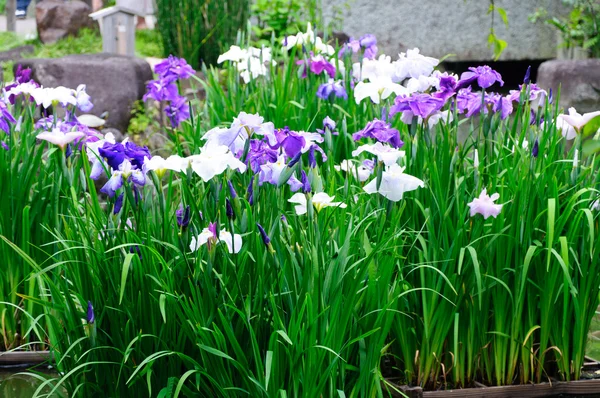 Japansk iris — Stockfoto