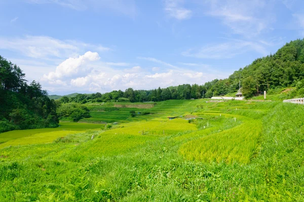Campos de arroz Yokone — Fotografia de Stock