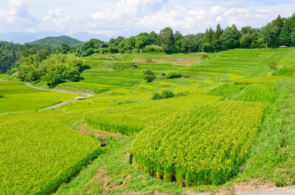Yokone pola ryżowe — Zdjęcie stockowe