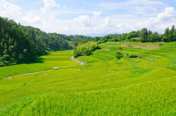 Yokone rýžová pole — Stock fotografie