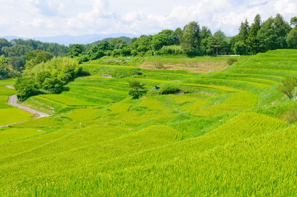 Yokone pola ryżowe — Zdjęcie stockowe